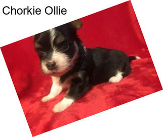 Chorkie Ollie