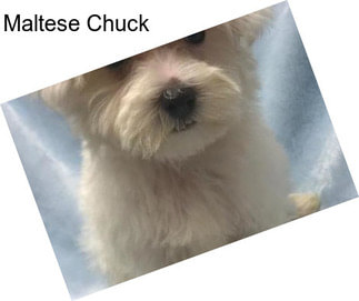 Maltese Chuck