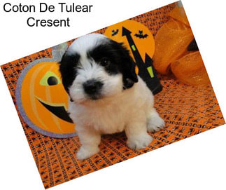 Coton De Tulear Cresent