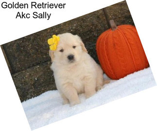 Golden Retriever Akc Sally