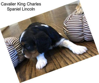 Cavalier King Charles Spaniel Lincoln