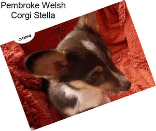 Pembroke Welsh Corgi Stella