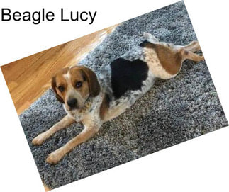 Beagle Lucy