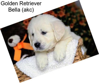 Golden Retriever Bella (akc)