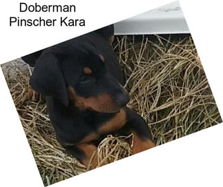 Doberman Pinscher Kara