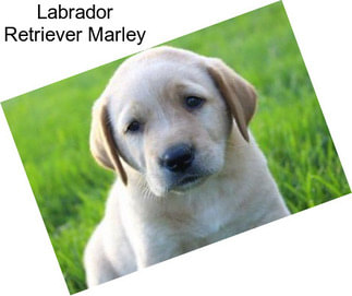 Labrador Retriever Marley