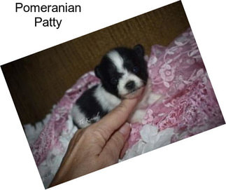 Pomeranian Patty