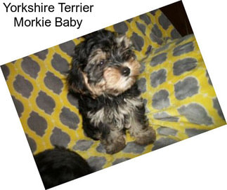 Yorkshire Terrier Morkie Baby