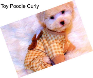 Toy Poodle Curly