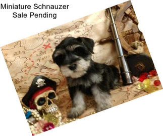 Miniature Schnauzer Sale Pending