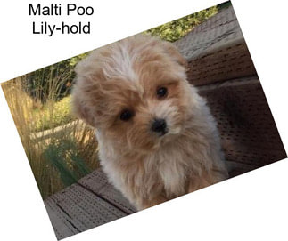 Malti Poo Lily-hold