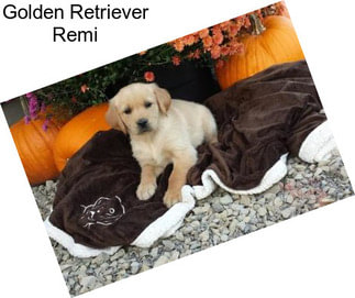 Golden Retriever Remi