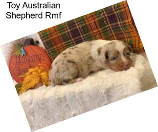 Toy Australian Shepherd Rmf