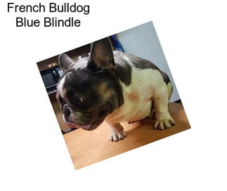 French Bulldog Blue Blindle