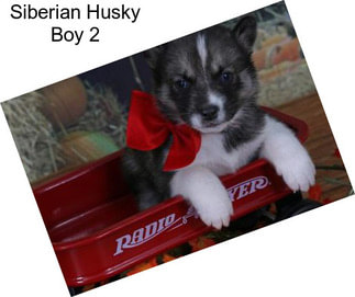 Siberian Husky Boy 2