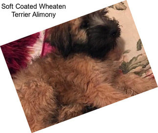 Soft Coated Wheaten Terrier Alimony