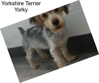 Yorkshire Terrier Yorky