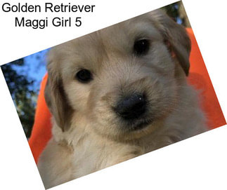 Golden Retriever Maggi Girl 5