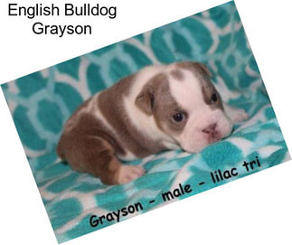 English Bulldog Grayson