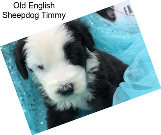 Old English Sheepdog Timmy