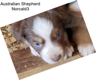 Australian Shepherd Norcald3