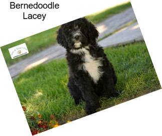 Bernedoodle Lacey