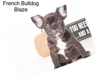 French Bulldog Blaze
