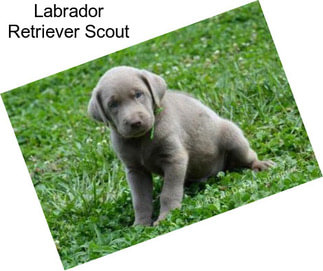 Labrador Retriever Scout