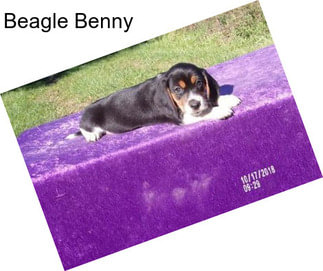Beagle Benny
