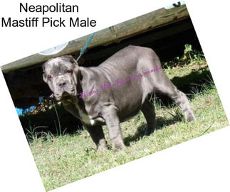 Neapolitan Mastiff Pick Male