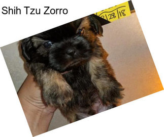 Shih Tzu Zorro