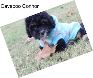 Cavapoo Connor