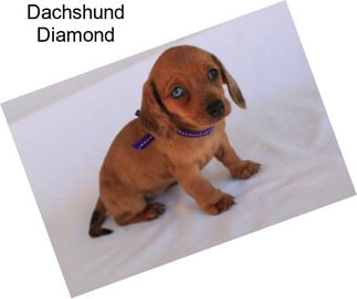 Dachshund Diamond