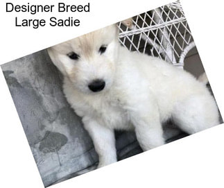 Designer Breed Large Sadie