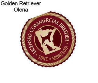 Golden Retriever Olena