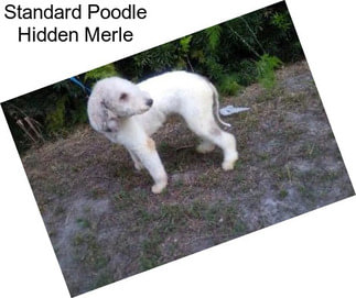 Standard Poodle Hidden Merle