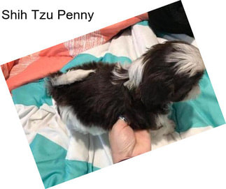 Shih Tzu Penny