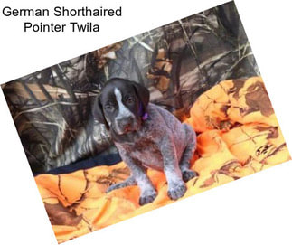 German Shorthaired Pointer Twila