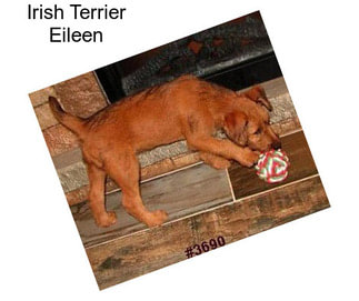 Irish Terrier Eileen