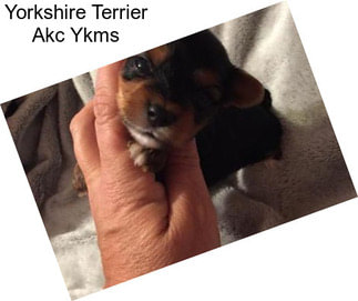 Yorkshire Terrier Akc Ykms