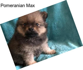 Pomeranian Max