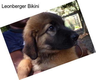Leonberger Bikini