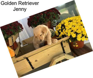 Golden Retriever Jenny