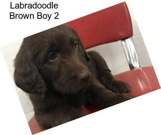 Labradoodle Brown Boy 2