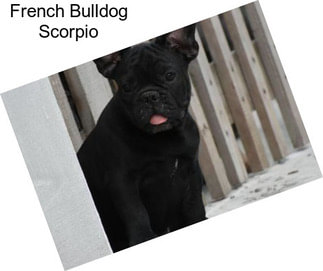 French Bulldog Scorpio