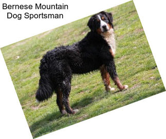 Bernese Mountain Dog Sportsman