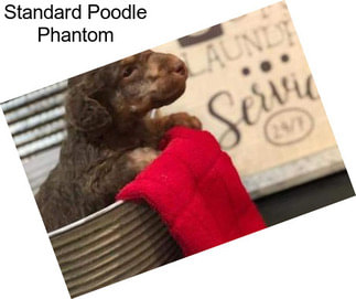 Standard Poodle Phantom