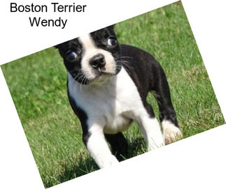 Boston Terrier Wendy