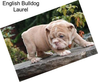 English Bulldog Laurel
