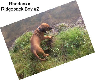 Rhodesian Ridgeback Boy #2